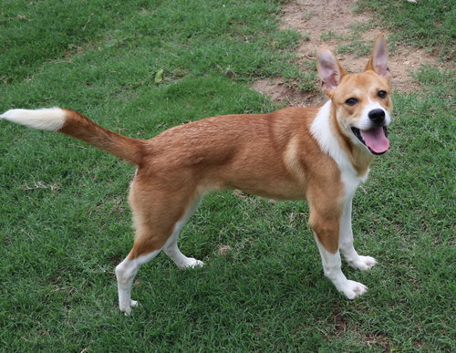 Yukon, an adoptable Terrier in Pflugerville, TX