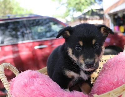 Bliss, an adoptable Cattle Dog in Pflugerville, TX