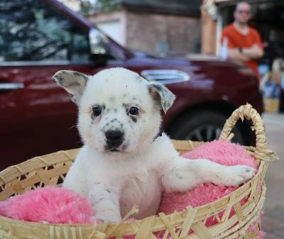 Brave, an adoptable Cattle Dog in Pflugerville, TX