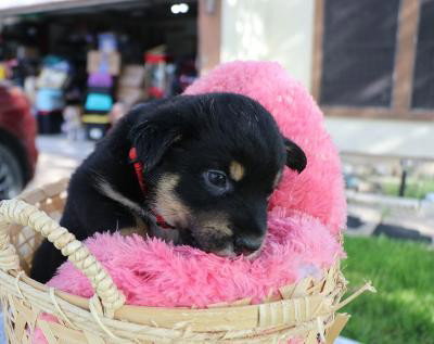 Clever, an adoptable Cattle Dog in Pflugerville, TX