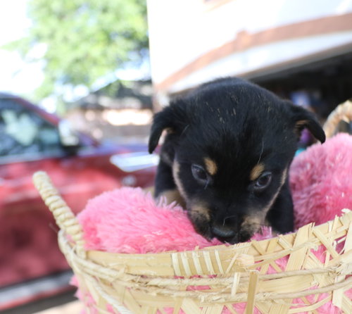 Clever, an adoptable Australian Cattle Dog in Pflugerville, TX