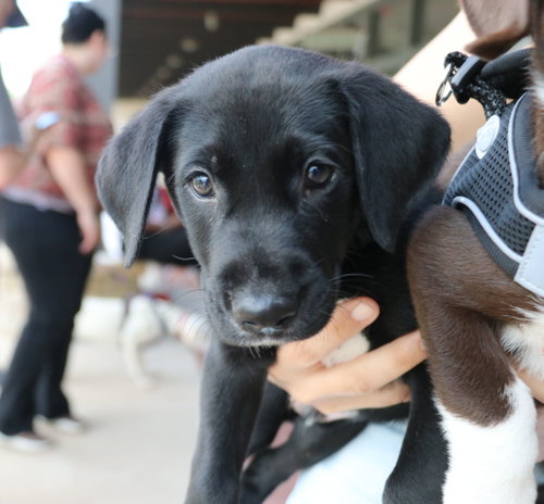 Dude, an adoptable Labrador Retriever in Pflugerville, TX
