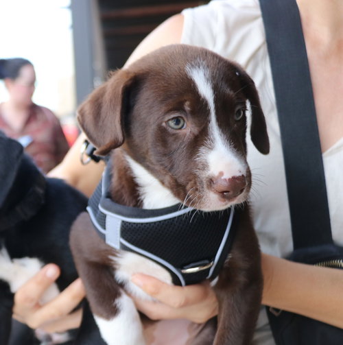 Jenna, an adoptable Labrador Retriever in Pflugerville, TX