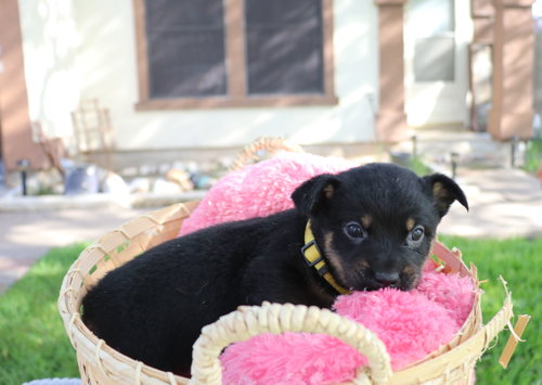 Pride, an adoptable Australian Cattle Dog in Pflugerville, TX
