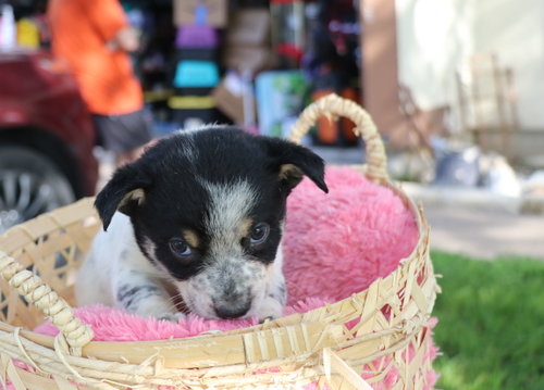 Sassy, an adoptable Australian Cattle Dog in Pflugerville, TX
