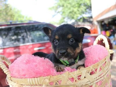 Serene, an adoptable Cattle Dog in Pflugerville, TX