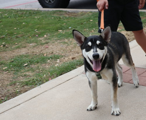 Cozmo, an adoptable Husky in Pflugerville, TX