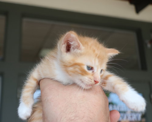 Fidrych, an adoptable Tabby in Pflugerville, TX