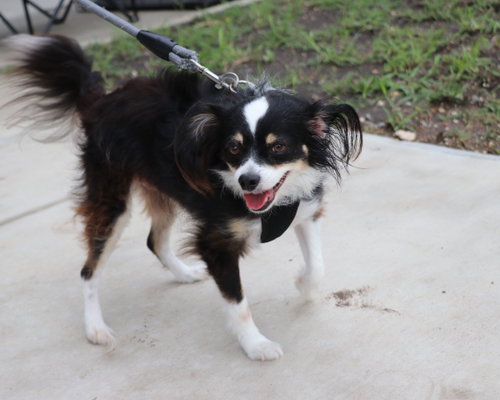 Jake Papillon