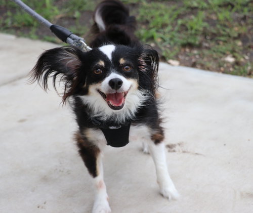 Jake Papillon photo 2