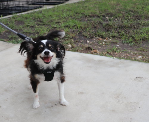 Jake Papillon photo 3