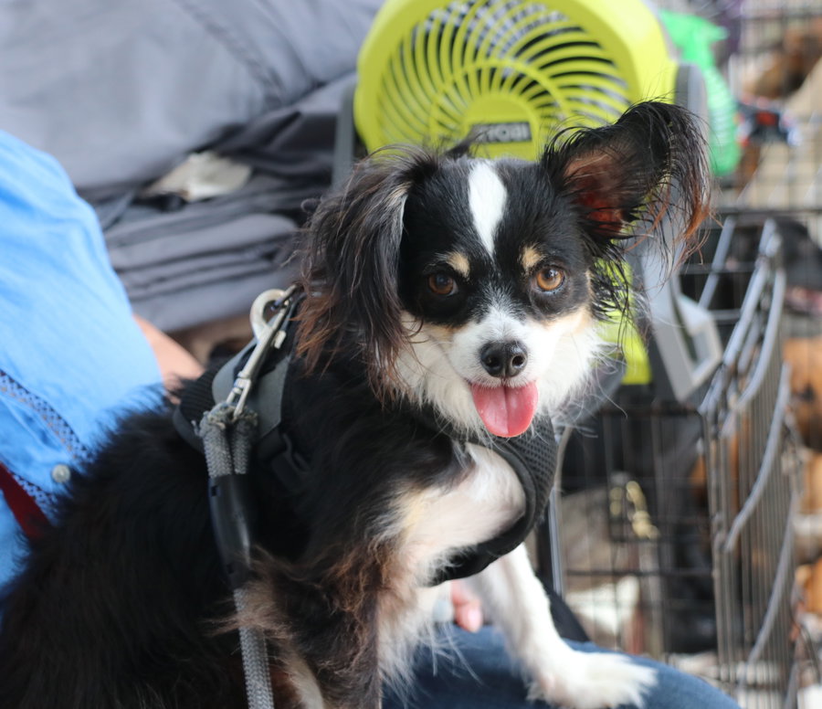 Jake Papillon