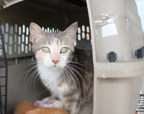 Sparky Anderson, a cat for adoption from Cuz i Matter Animal Rescue