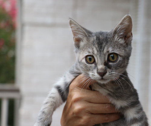 Ash Potato, a cat for adoption from Cuz i Matter Animal Rescue