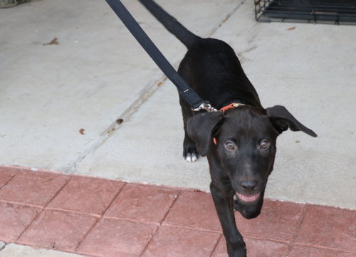 Jaxson photo 1