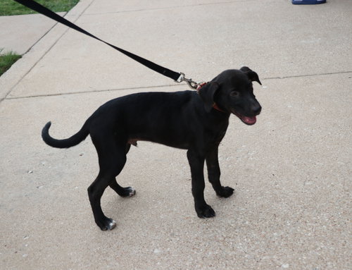 Jaxson photo 3