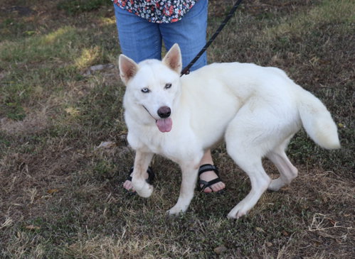 Husky Loreta, a dog for adoption from Cuz i Matter Animal Rescue