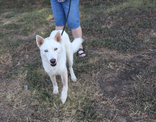 Photo 2 of Husky Loreta