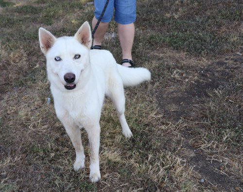 Photo 3 of Husky Loreta