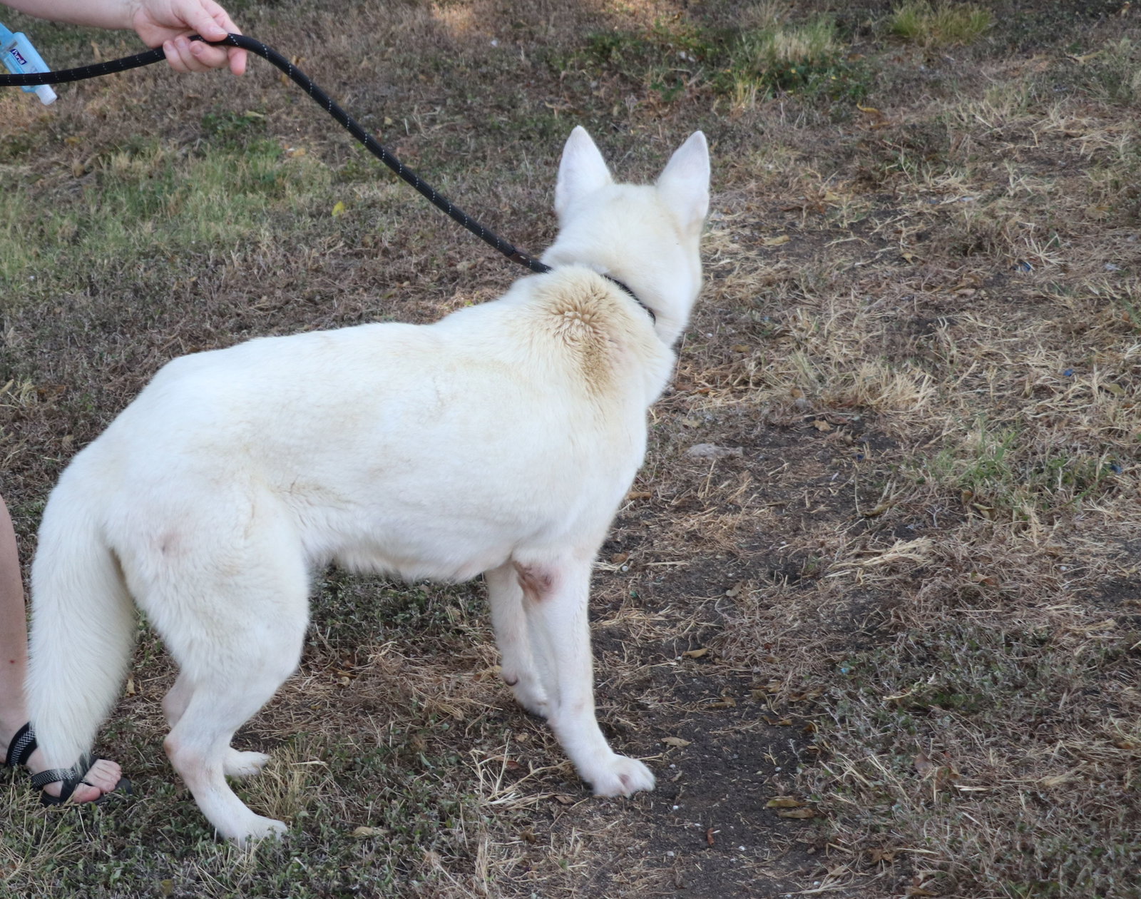 Husky Loreta, photo 4