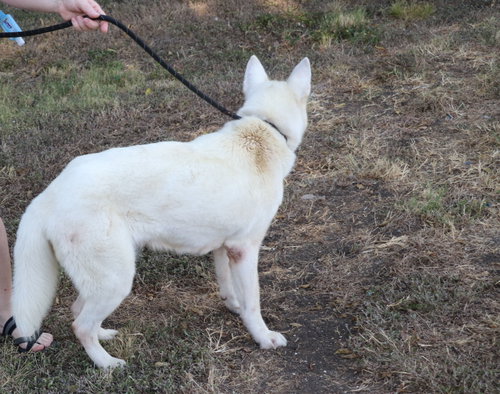 Photo 4 of Husky Loreta