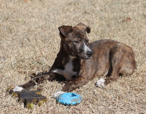 Photo 3 of Comet
