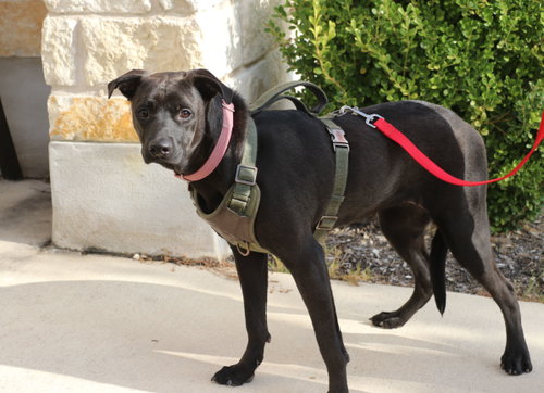 Enya, a dog for adoption from Cuz i Matter Animal Rescue