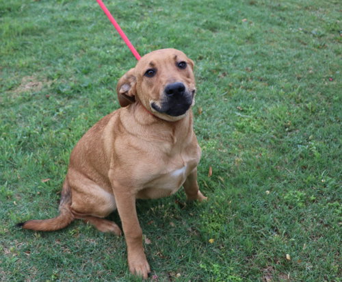 Hurley, a dog for adoption from Cuz i Matter Animal Rescue