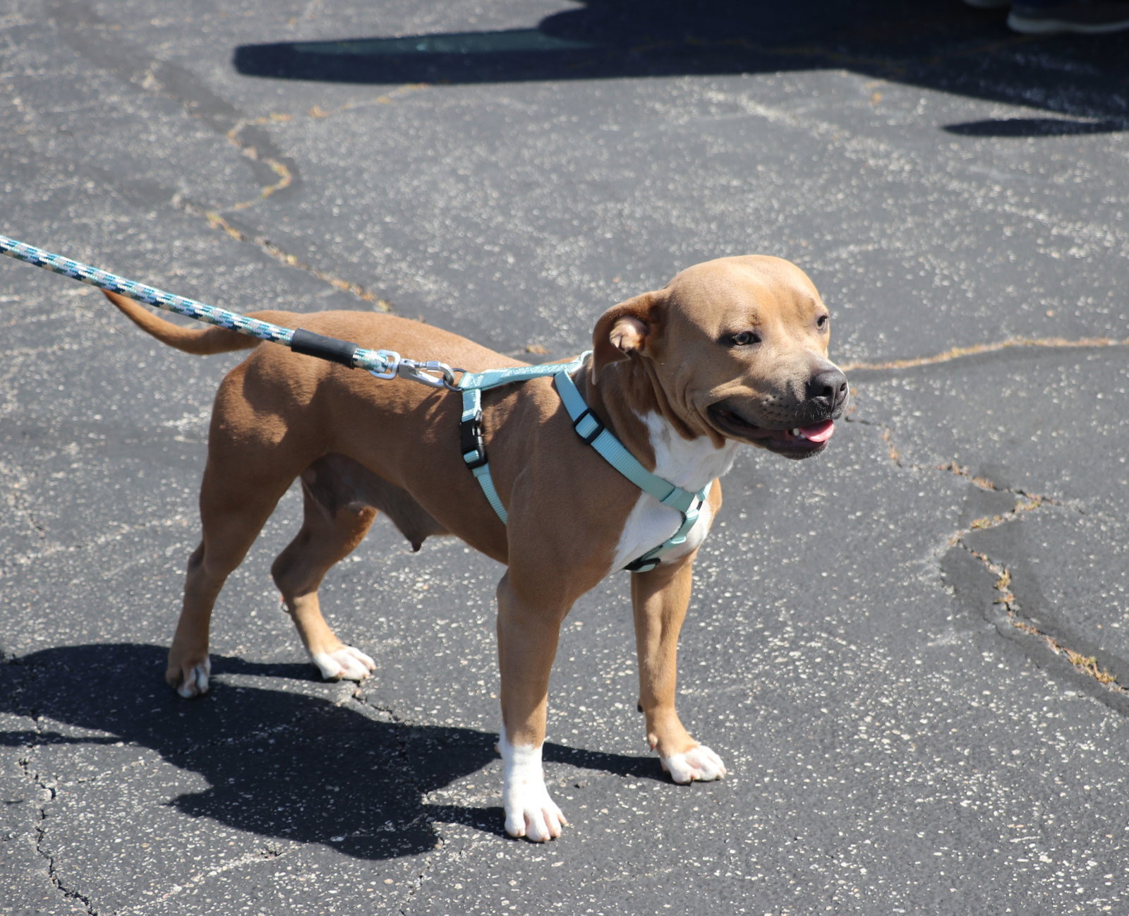 Milly, Mixed Breed