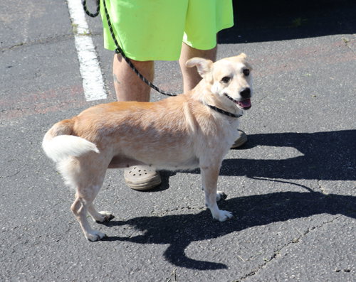 Minerva, a dog for adoption from Cuz i Matter Animal Rescue