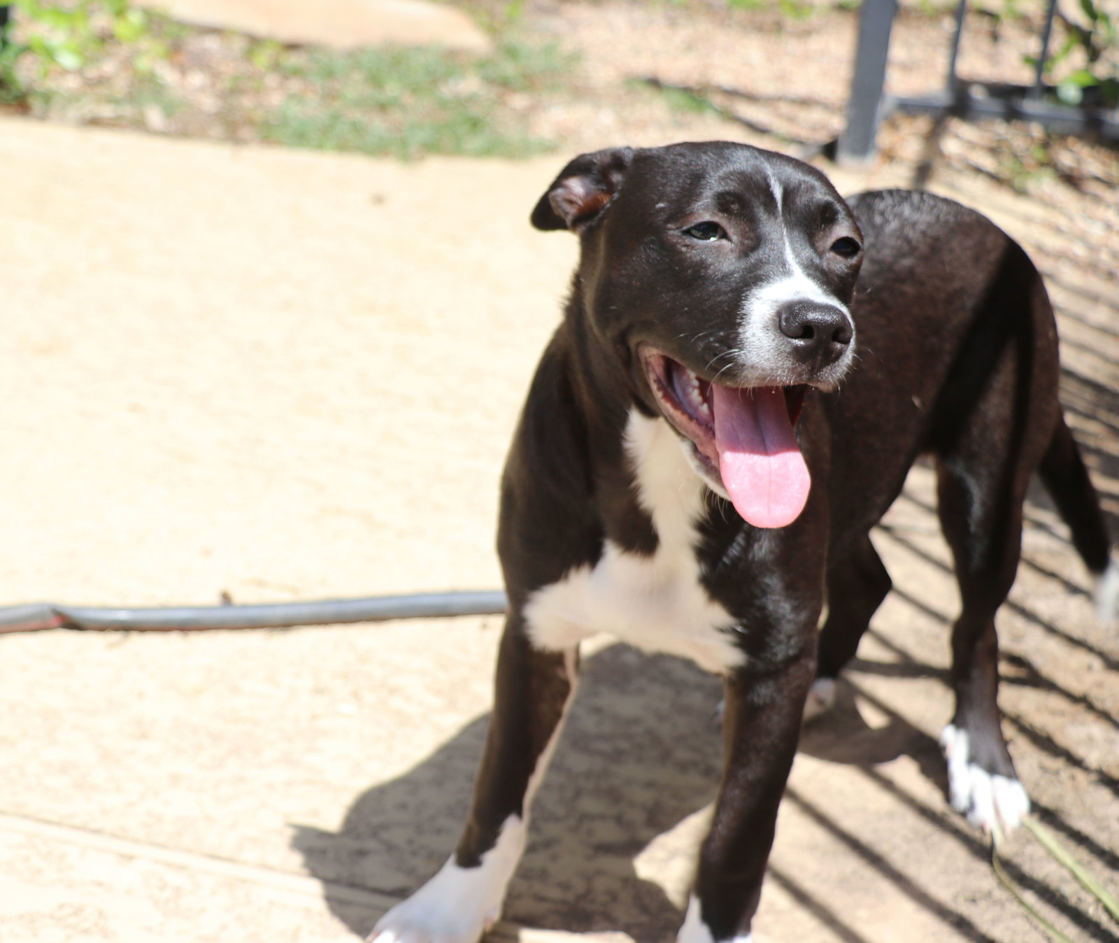 Nella, Mixed Breed