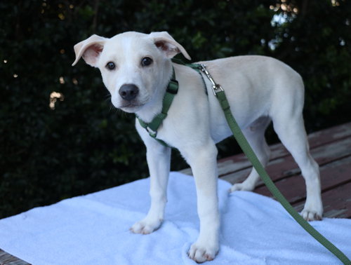Rian, a dog for adoption from Cuz i Matter Animal Rescue