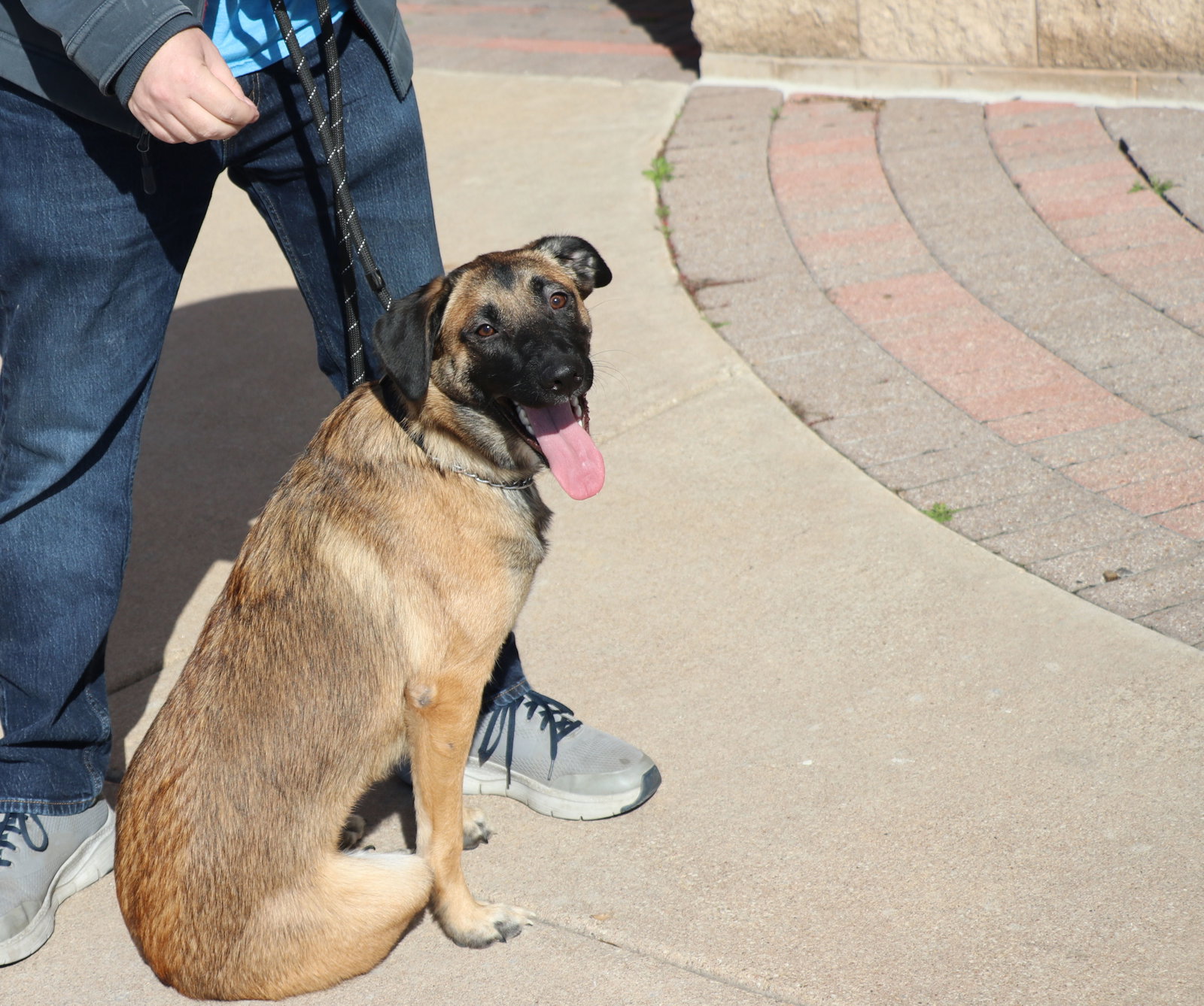 Zadie, Mixed Breed