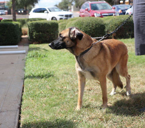 Photo 3 of Zadie