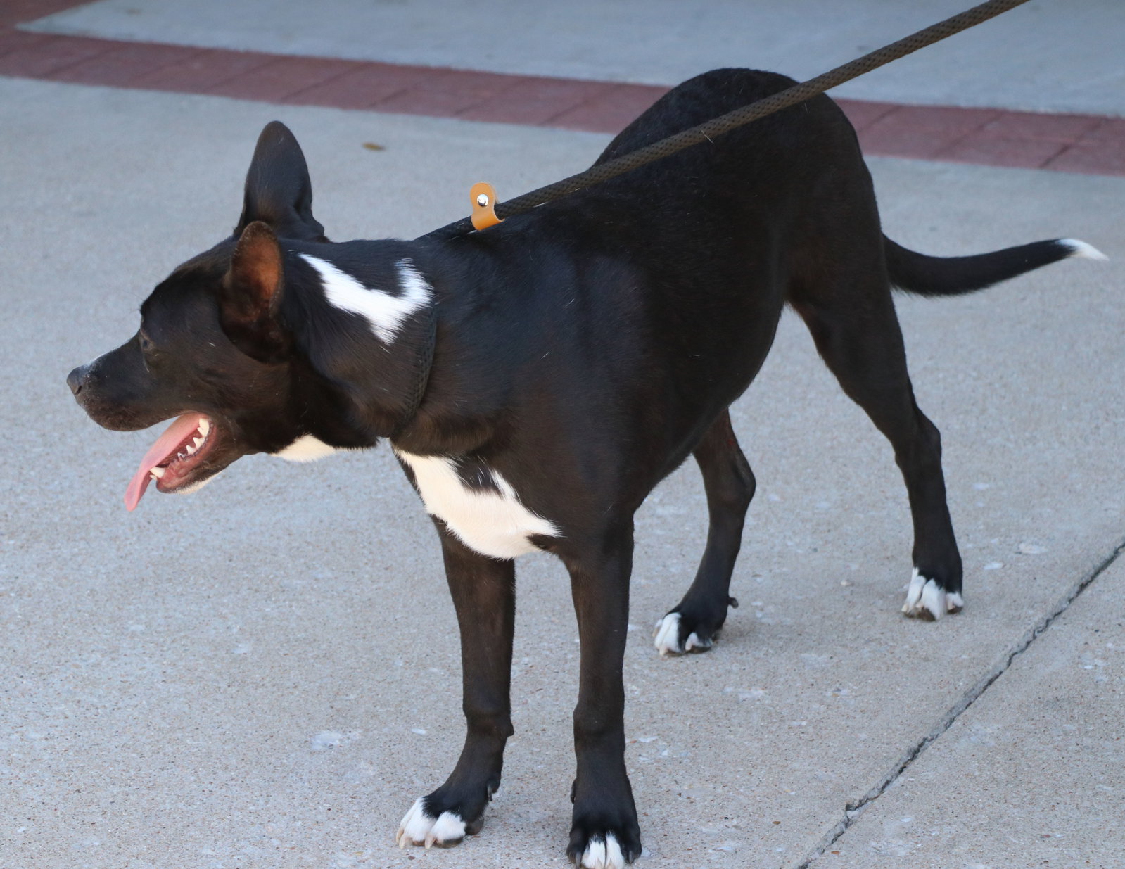 Ziggy L, Mixed Breed
