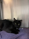 Blackie