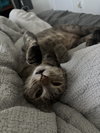 Cinnamon