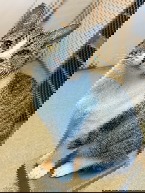 Shrimp
