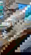 Calie