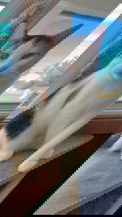 Calie