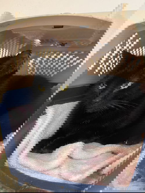 Endora