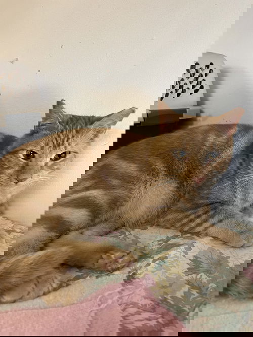 Victor