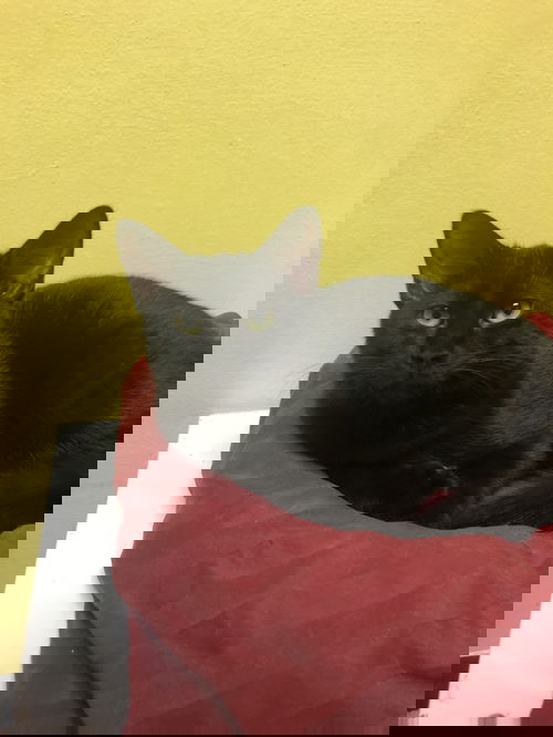 Soot