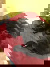 Soot