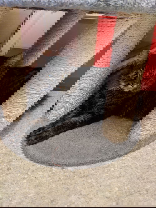 Bandit