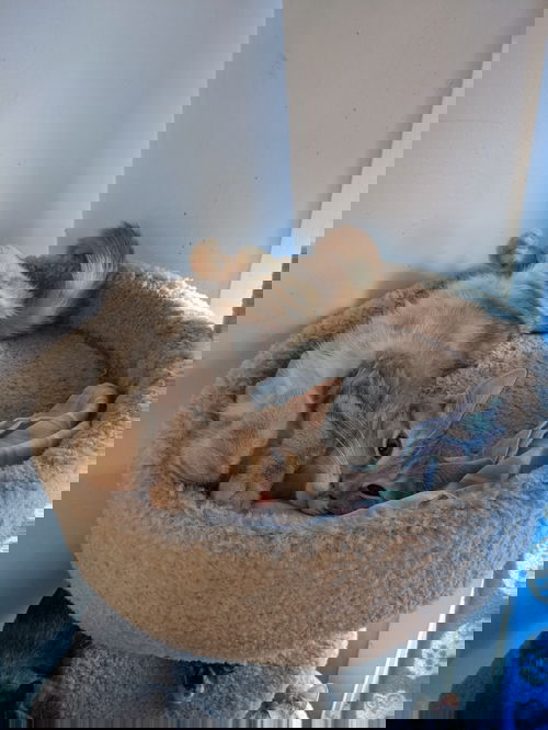 Houdini