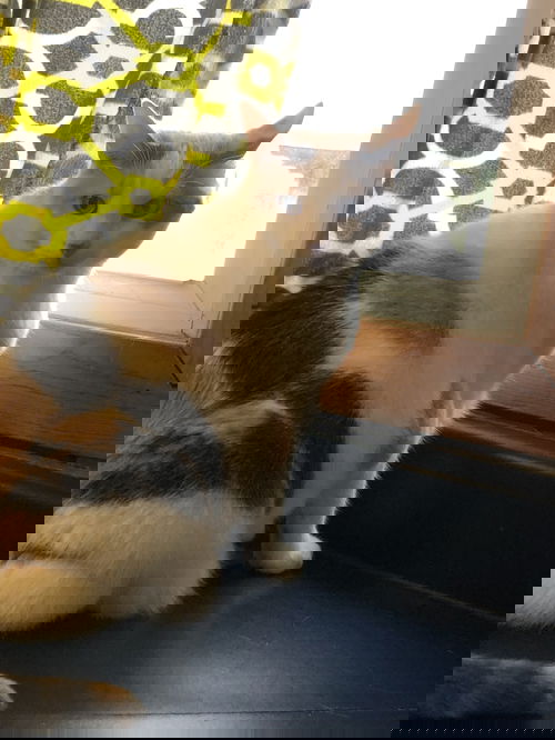 Patches