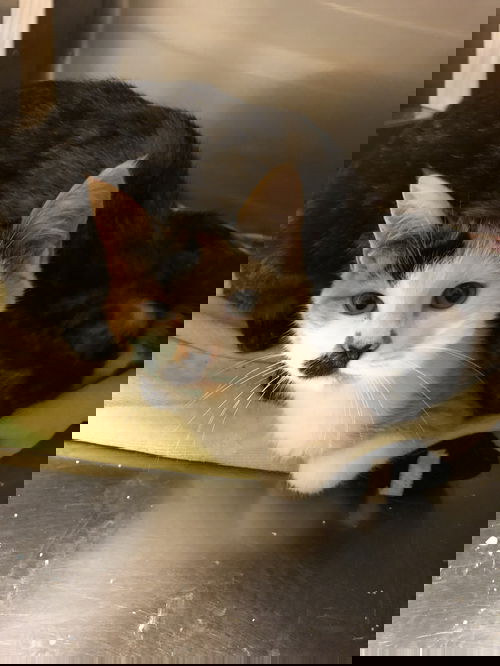 Meg