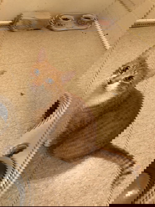 Big Boy