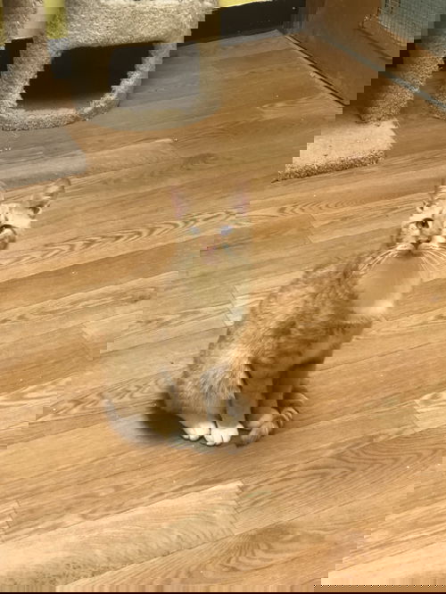 Tom